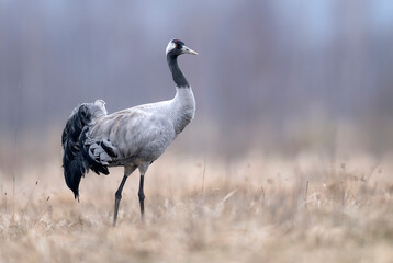 Wall Mural - Common crane bird ( Grus grus )