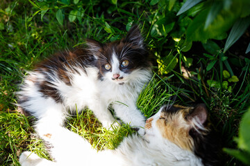  Green spaces in which domestic cats lie. Green leaves. natural living plants