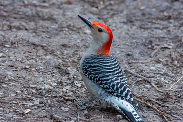 Wall Mural - red bellied woodpecker