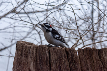 Wall Mural - bird on a branch