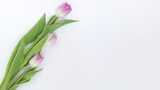 Fototapeta Tulipany - Kwitnące, różowe tulipany na białym tle