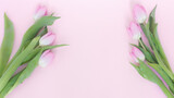 Fototapeta Tulipany - Kwitnące, różowe tulipany na pastelowo różowym tle