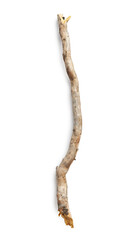 Poster - Tree branch isolated on white background. Wooden stick