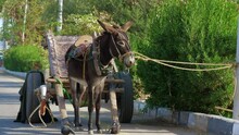 Donkey Tied To Pole With Rope Stands Next To Empty Cart At Street. Mule Harnessed To Wagon Is Waiting For Its Owner To Start Working, Transporting Goods, Commodities, Agricultural Materials, Supplies