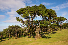 Scenic View Of The Landscape At Fanal, Madeira, Under A Beautiful Blue Sky With Some Clouds, With One Of The Impressive Ancient Stinkwood Laurel Trees (Ocotea Foetens), Laurissilva Nature Reserve