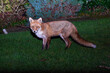 Young red fox roaming at night