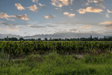 Vineyard For Wine In Mendoza Argentina With Mountains In The Background
