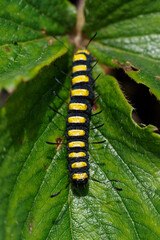 Wall Mural - Black caterpillar with yellow stripes on a strawberry leaf.