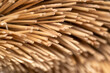 macro image of the end of a broom bristles
