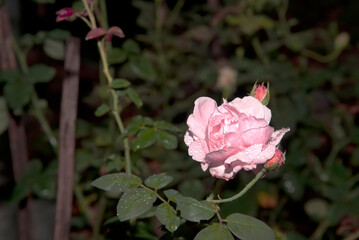 Sticker - a rose with water droplets on its petals