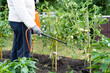 © Надежда Урюпина - a woman treats tomato plants from harmful dew precipitation and from pests, wireworm and Colorado potato beetle, plant protection with a sprayer