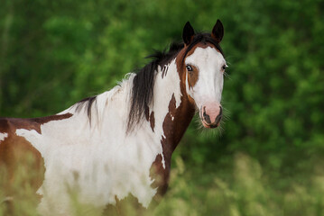 Wall Mural - American paint horse in summer