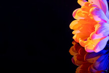 Macro Flower Background. Neon Orange Pink Aster Closeup Reflection.
