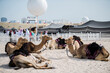 Doha ,Qatar-February 01,2020 : Camel at Al Wakrah Market in Doha, the capital of Qatar.