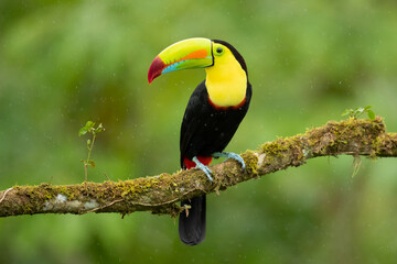 Wall Mural - keel-billed toucan (Ramphastos sulfuratus), also known as sulfur-breasted toucan or rainbow-billed toucan, is a colorful Latin American member of the toucan family. It is the national bird of Belize