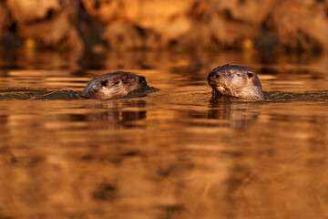 Wall Mural - Brazil wildlife. Giant Otter, Pteronura brasiliensis, portrait in the river water level, Rio Negro, Pantanal, Brazil. Wildlife scene from nature.