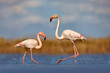 © ondrejprosicky - Greater Flamingo, Phoenicopterus ruber, beautiful pink big bird with long neck in dark blue water, with evening sun, animal in the nature habitat, Italy. Wild from Europe. Flamingo, wildlife.