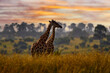 Africa sunset nature. Big herd with blue sky with clouds. Giraffe and morning sunrise. Green vegetation with animal portrait. Orange light in the forest, Murchison Falls NP Uganda