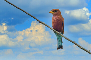 Wall Mural - broad-billed roller, Eurystomus glaucurus, Evening sunset with bird on the tree. Beautiful African bird, close-up portrait. Pink and blue animal, Murchison Fall Np in Uganda.