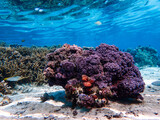 Fototapeta Do akwarium - Coral Reef in French Polynesia