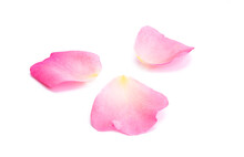 Pink Rose Petals Isolated