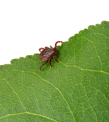 Canvas Print - Tick insect sitting on a green leaf