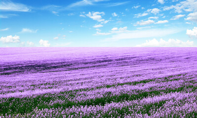 Spring flower field