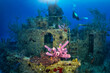 Colorful corals at a sunken ship wreck in the Bahamas, Caribbean, with a scuba diver in the background