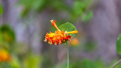 Wall Mural - many orange trumpet blossoms on honeysuckle vine