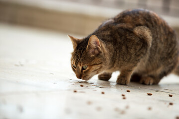 Wall Mural - cute cat feeding with cat food on the ground.  curious cat looking at the camera. 