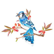 A Blue Jay Is Sitting On A Branch With Berries. Hand-drawn Illustration On A White Background. A Lonely Bird On A Branch. Suitable For Design, Textiles, Printing, Postcards, Wedding Invitations