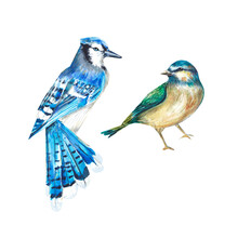Two Birds On A White Background In Watercolor. Blue Jay And Tit. A Set Of Isolated Birds. Watercolor Illustration. Suitable For Design, Textiles, Postcards, Wedding Invitations, Packaging, Printing.