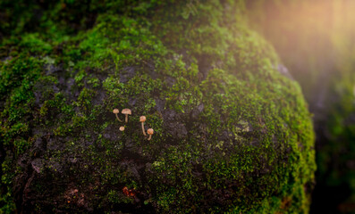 Wall Mural - closeup small mushroom growing on green moss in forest. selective focus mushroom on beautiful green 