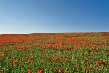 Wall Mural - green and red beautiful poppy flower field background