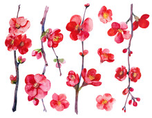 Chaenomeles Japonica. Quince Watercolor Illustration. Hand Drawing Quince Brances And Flowers