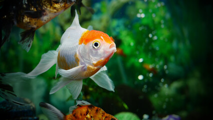 goldfish swimming in the aquarium with clear water, looks very beautiful