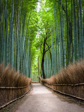 Arashiyama Bamboo Forest, Kyoto, Japan
