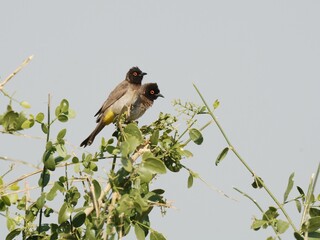 Maskenbülbüls (Pycnonotus nigricans), African red-eyed bulbul, in Namibia.