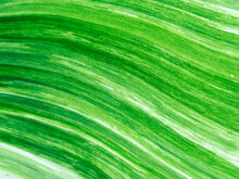 Selective Focus Spotted Banana Leaves Leaves Of The Banana Plant Alternate Green With White. Spotted Banana Leaf Background Image