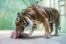The Sumatran Tiger (Panthera Tigris Sumatrae) Eats Meat In Captivity.
