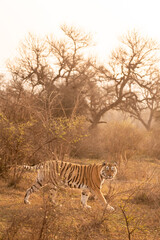 Wall Mural - wild bengal female tiger with pony or broken tail on prowl in winter morning light in outdoor wildlife safari at sariska national park or tiger reserve alwar rajasthan india - panthera tigris tigris