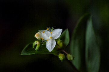 The white flower of the Tradescantia (Lat. Tradescantia) on a dark background. The houseplant bloomed in the spring. Close-up. The life of indoor plants. Photo detailing