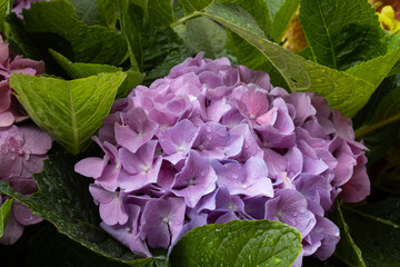 Wall Mural - Lilac Hydrangea