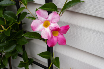 Wall Mural - Pink Mandevilla