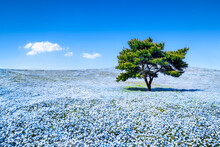 Baby Blue Eyes Nemophila Flowers At The Hitatchi Seaside Park, Ibaraki Prefecture, Japan