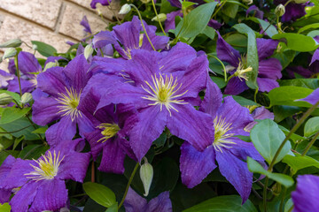 Wall Mural - Purple Clematis