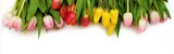 Fototapeta Fototapeta w kwiaty na ścianę - Tło z tulipanami
