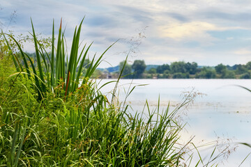 Summer landscape with sedge thickets on the river bank