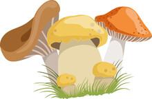 Autumn Mushrooms Or Toadstool With Cap And Stem Growing In Green Grass