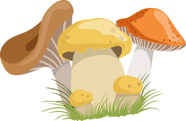 autumn mushrooms or toadstool with cap and stem growing in green grass